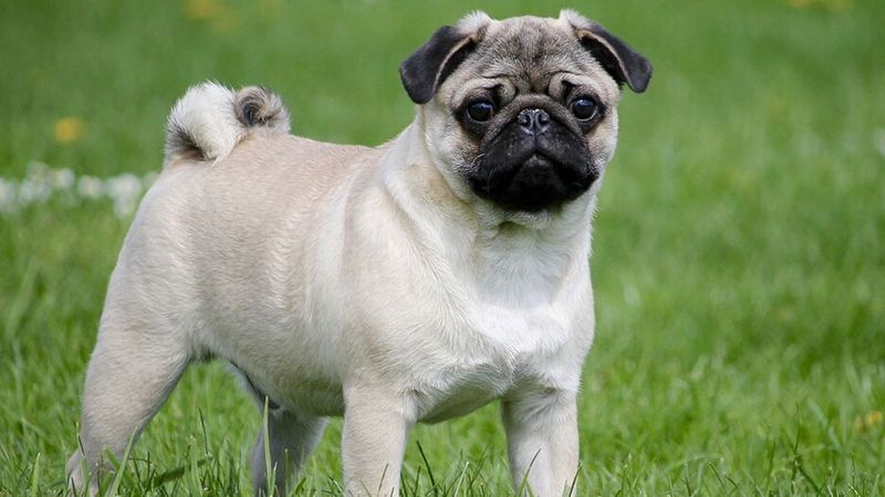 Pug