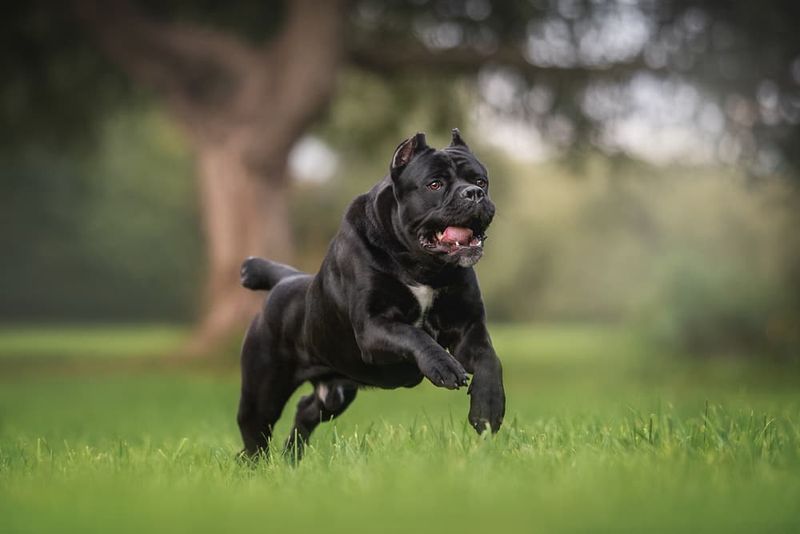 Cane Corso