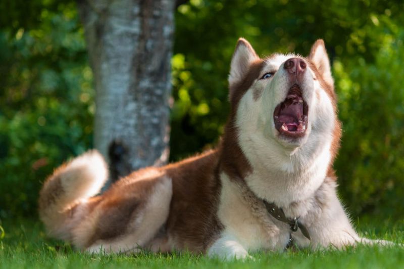 Husky