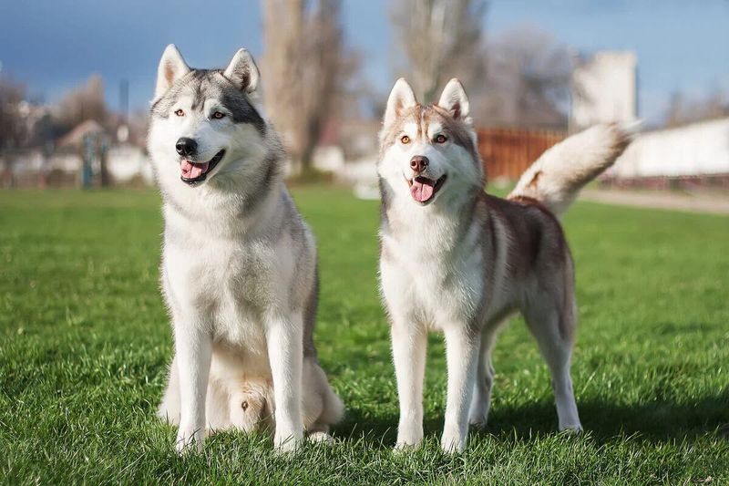 Siberian Husky