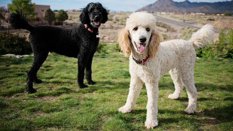Poodle