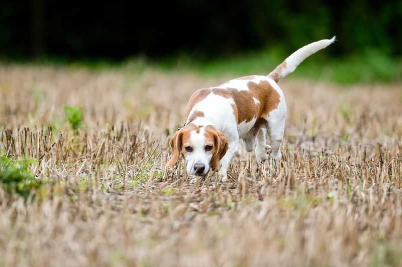 Beagle
