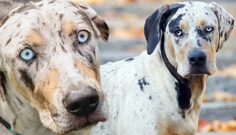 Catahoula Leopard Dog: Feral Hog Hunters