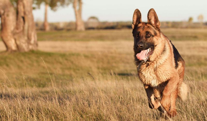 German Shepherd: The Loyal Guardian