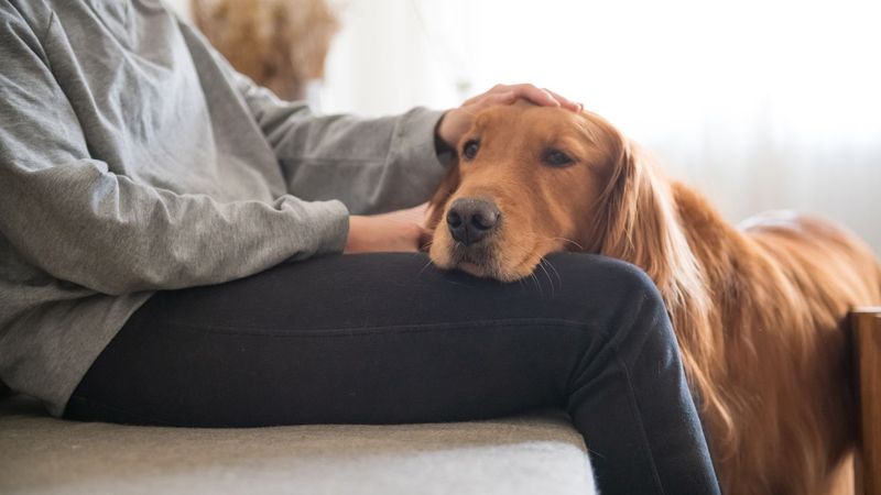 Golden Retriever: The Mood Mirror