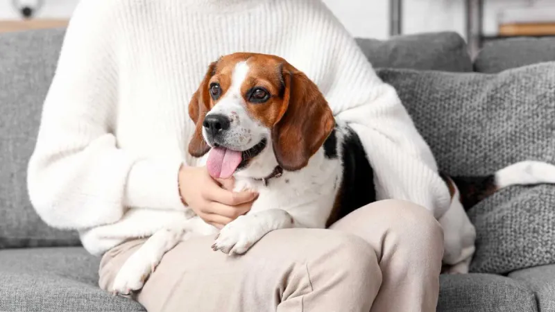 Beagle: The Heartwarming Howler