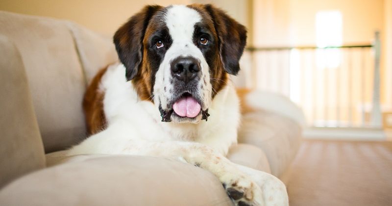 Saint Bernard: The Barrel-Chested Grief Companion