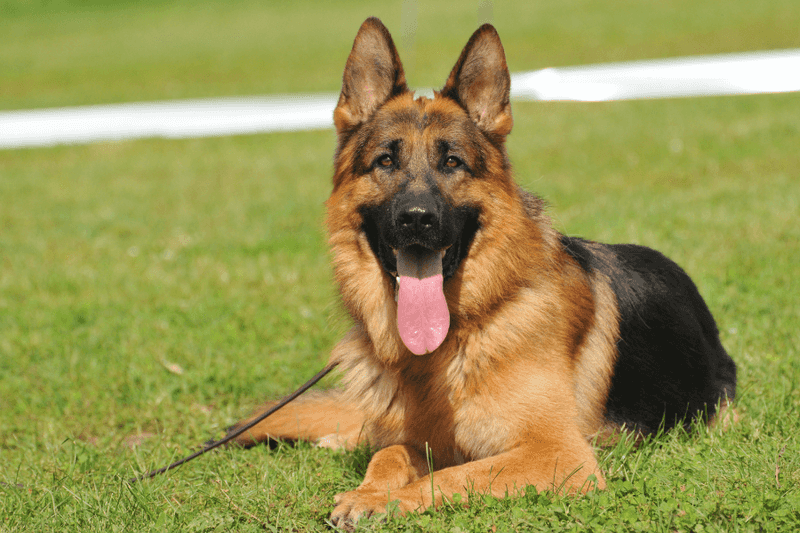 German Shepherd: Born Protector