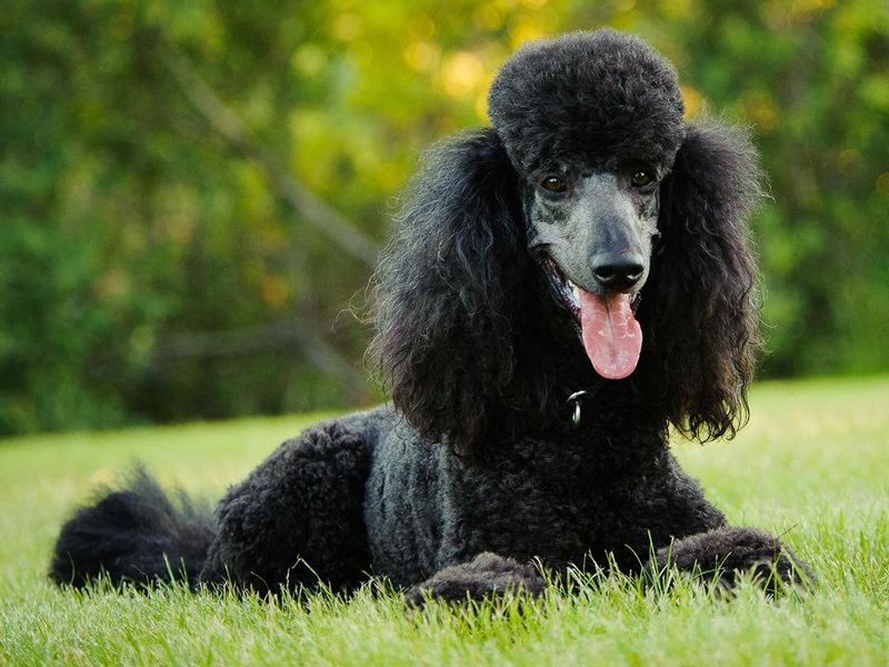 Poodle: The Versatile Genius