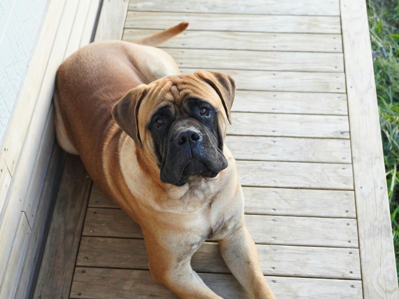 Bullmastiff: The Gentle Giant With Opinions