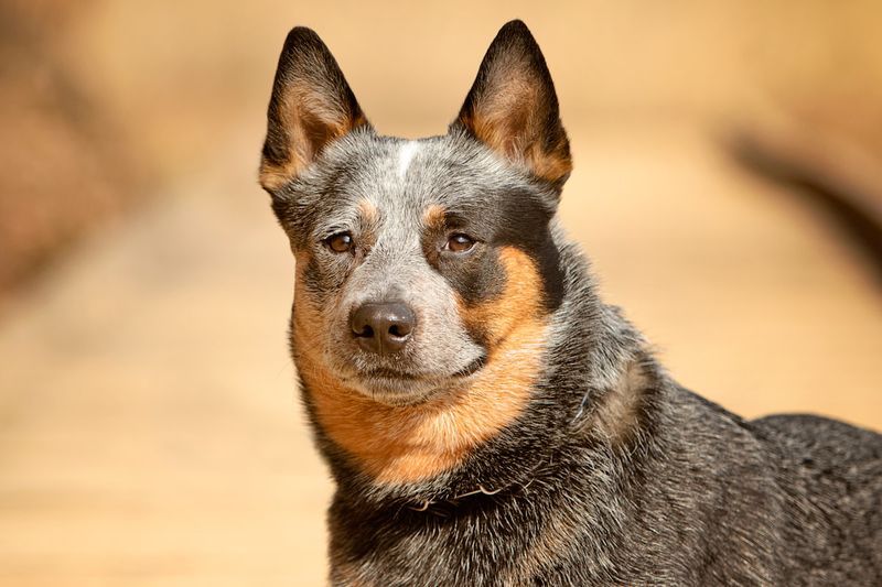Australian Cattle Dog: Sleep Is Optional