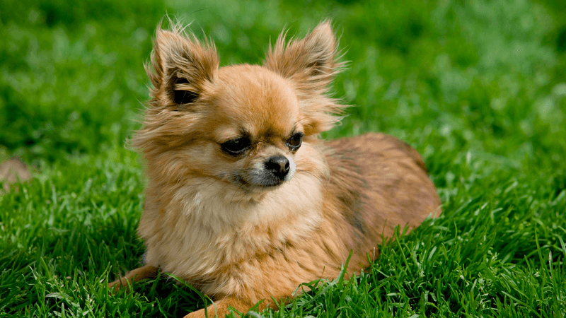 Chihuahua