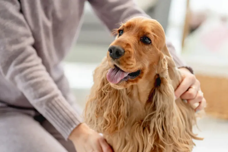 Cocker Spaniel