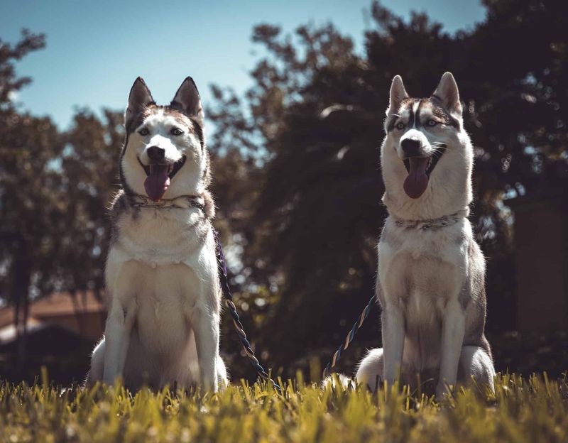 Siberian Huskies