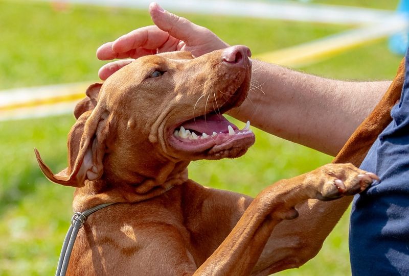 Vizsla
