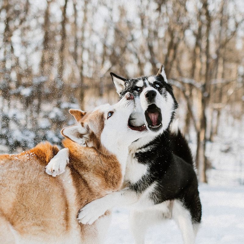 Siberian Huskies: Sled Team Soul Mates