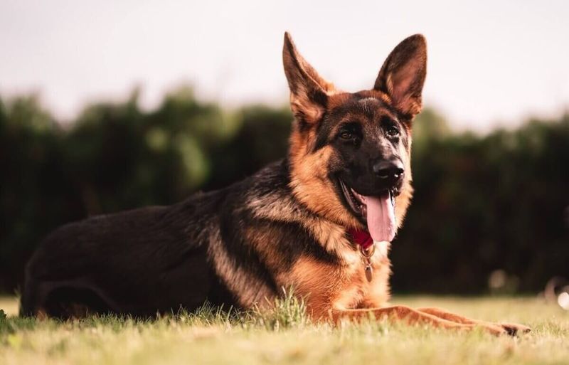 German Shepherds: Velcro Dogs With A Badge