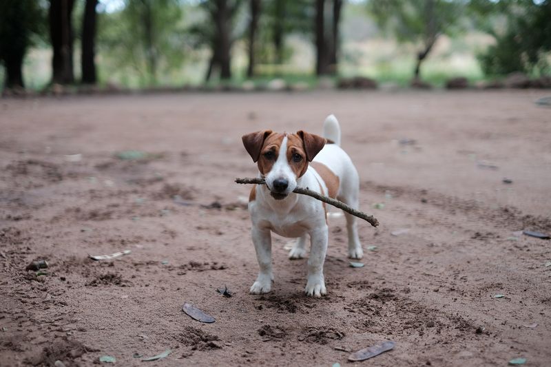 Jack Russell Terriers: Perpetual Motion Machines