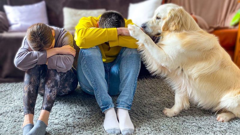 Golden Retrievers