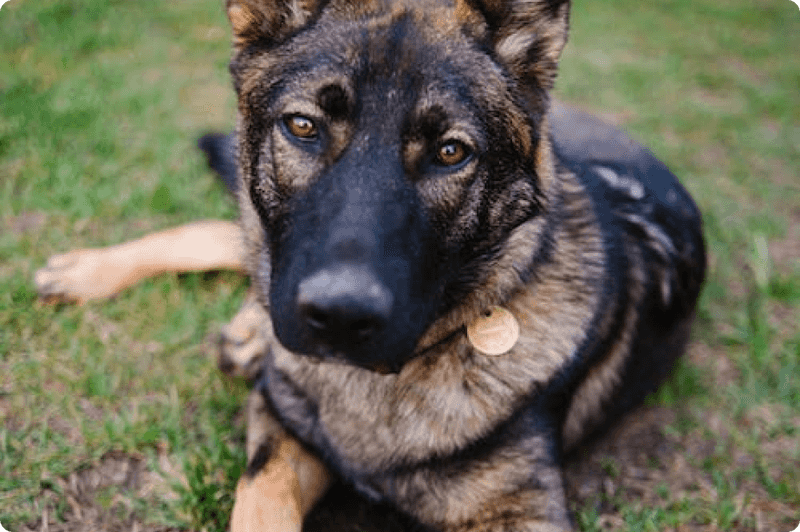 German Shepherds