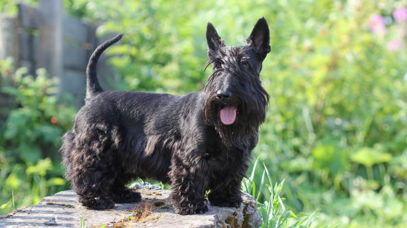 Scottish Terrier: The Distinguished Daredevil
