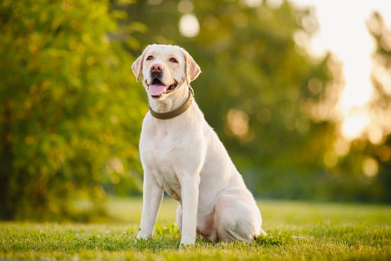 Self-Assured Buddies: Labrador Retrievers