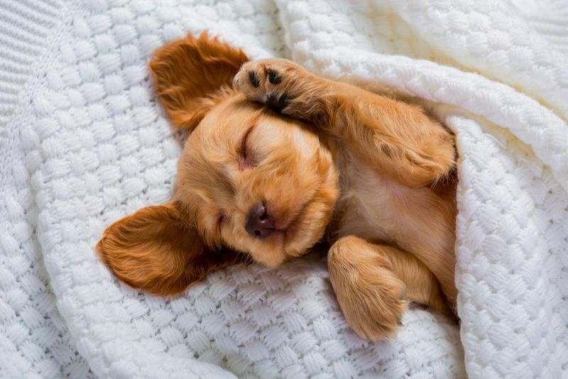 Sleep Champions Of The Animal World