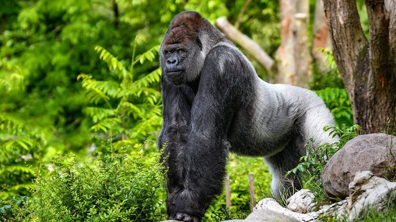 Cross River Gorilla