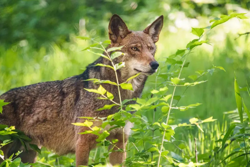 Red Wolf
