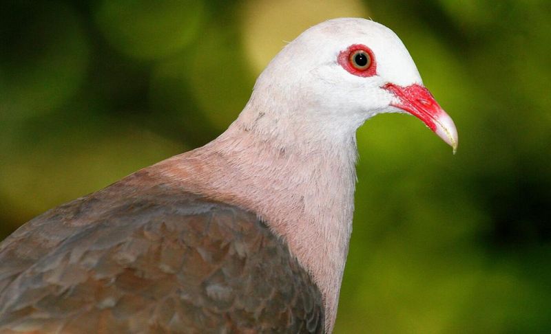 Mauritius' Pink Pigeon Comeback