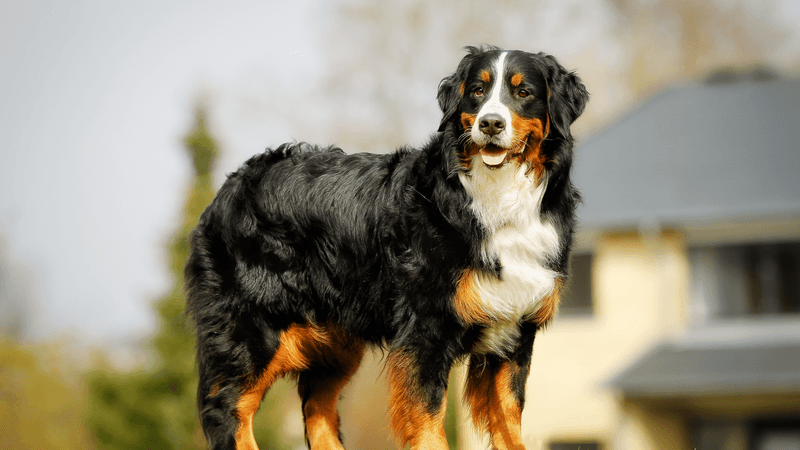 Bernese Mountain Dog: Calm Companion