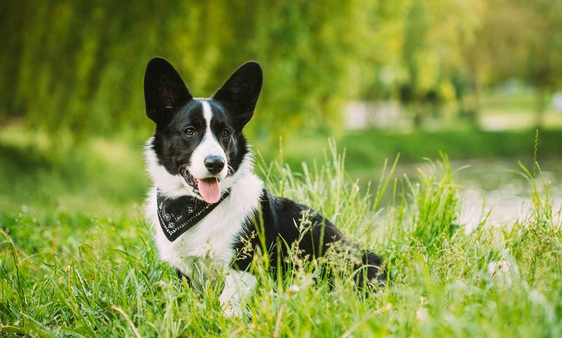 Cardigan Welsh Corgi