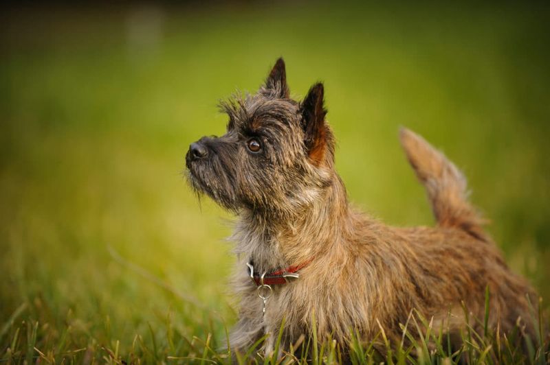 Cairn Terrier