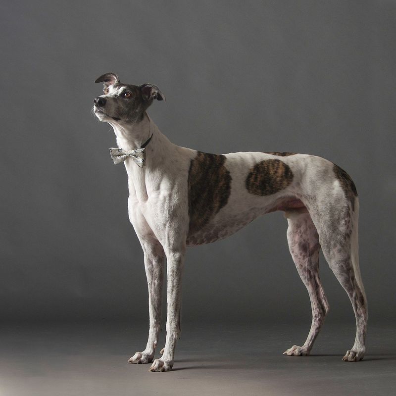 Greyhound