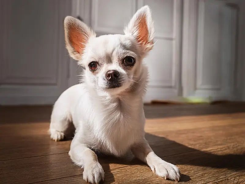 Chihuahua 