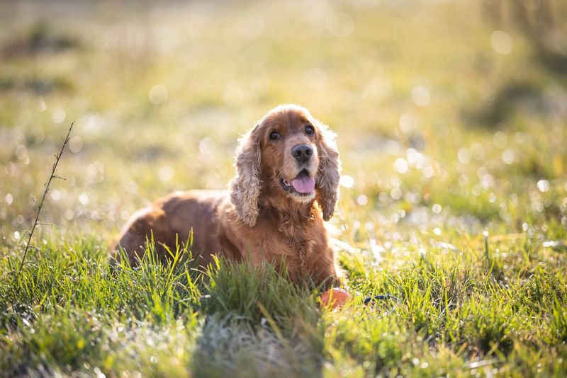 Cocker Spaniel