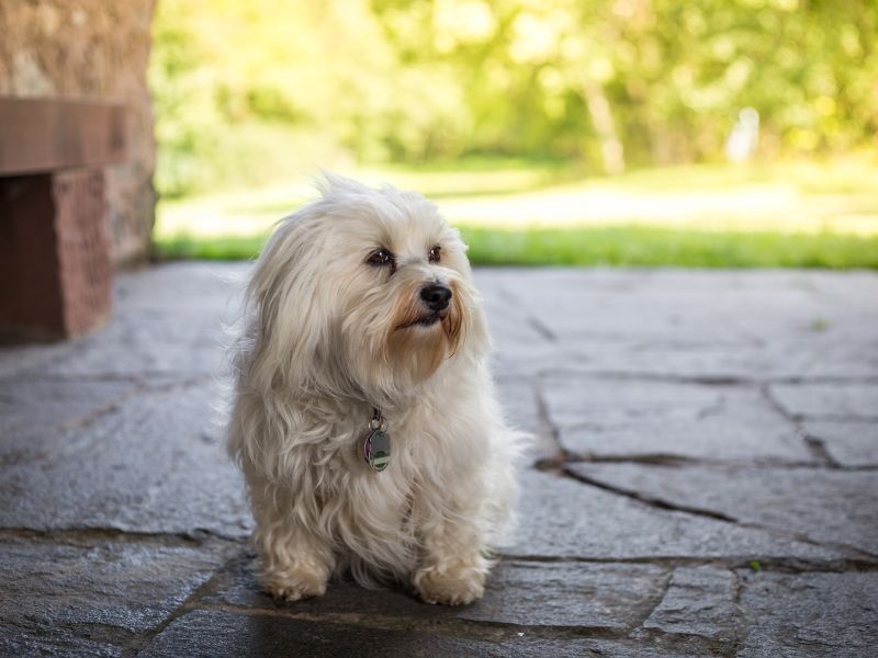 Havanese