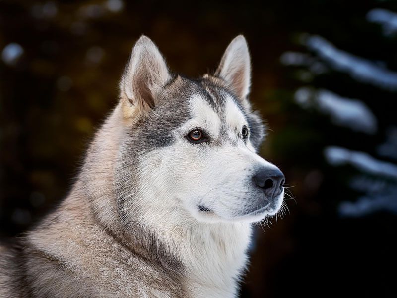 Alaskan Malamute: Arctic Survivors With Ancient Roots