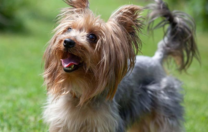Yorkshire Terrier: The Glamorous Lapdog