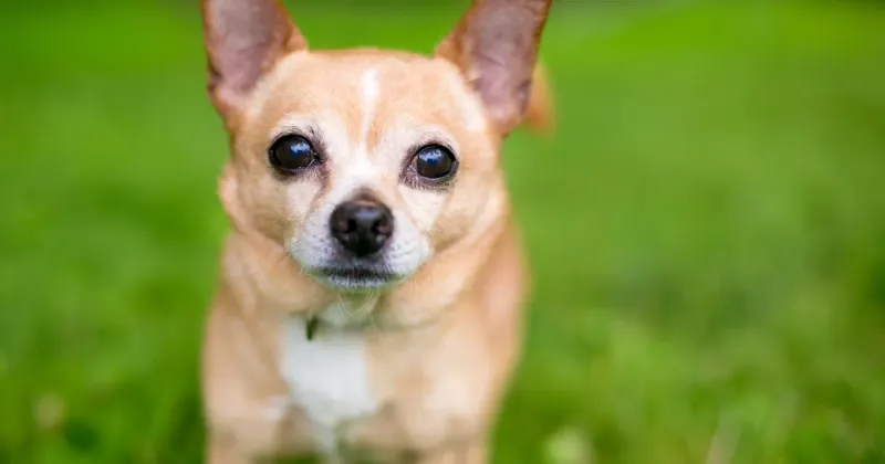 Chihuahua Charm
