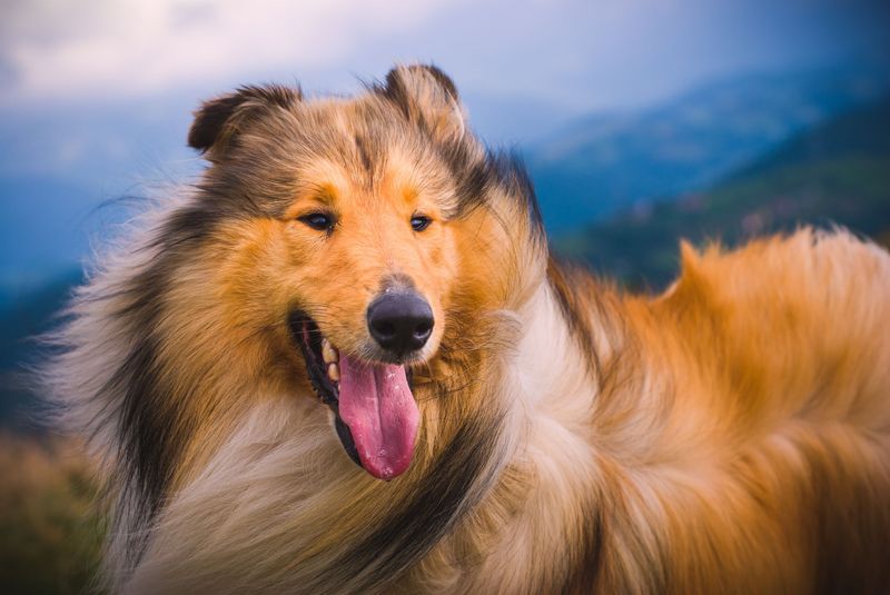 Collies: The Loyal Protectors