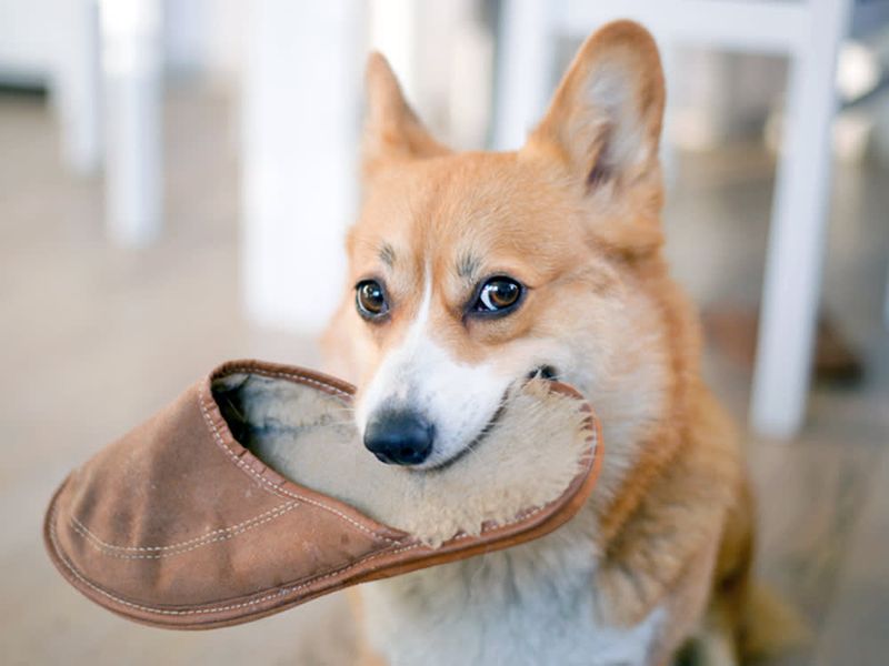 Pembroke Welsh Corgis: Short-Legged Social Directors