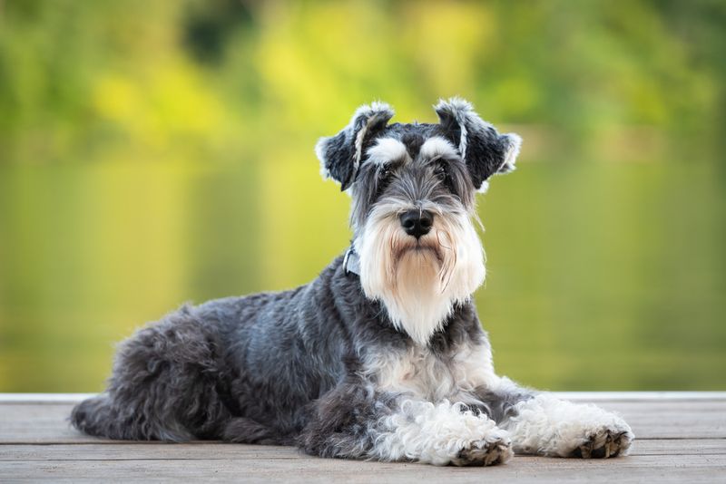 Miniature Schnauzers: Your Bearded Bodyguards