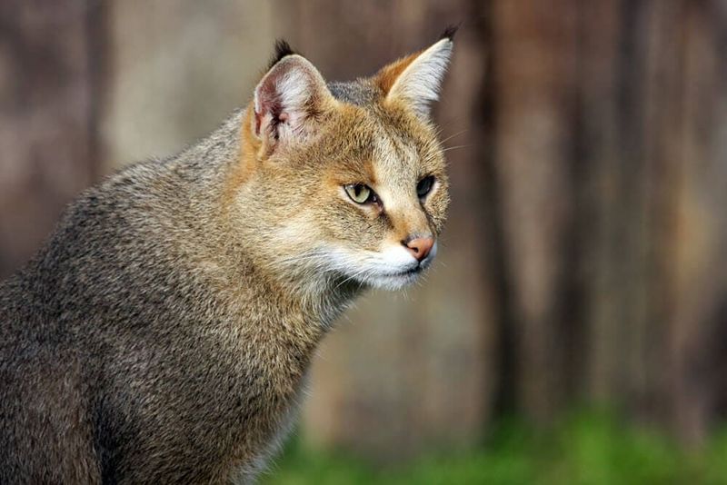 Jungle Cat-Domestic Cat Hybrids: Asia's Wild Housecats
