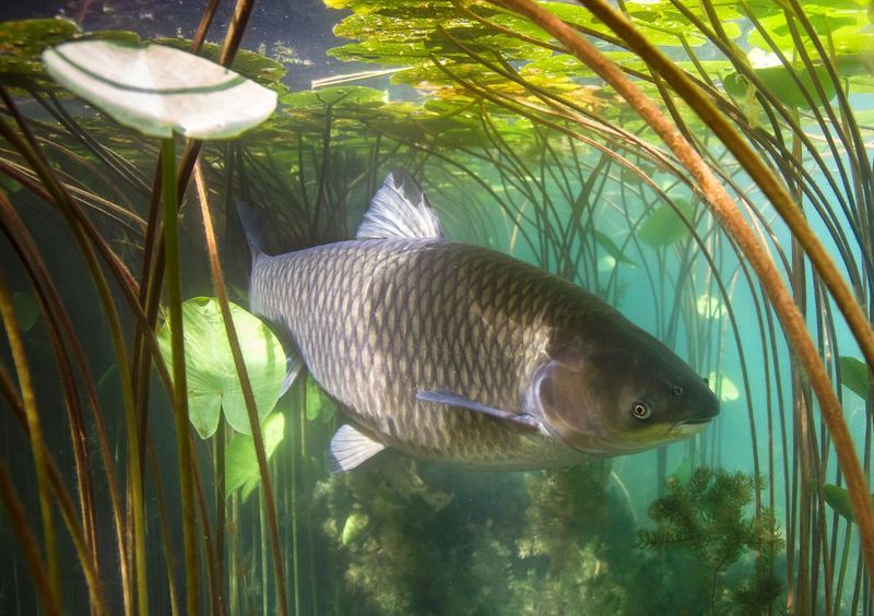 Asian Invaders: Grass Carp