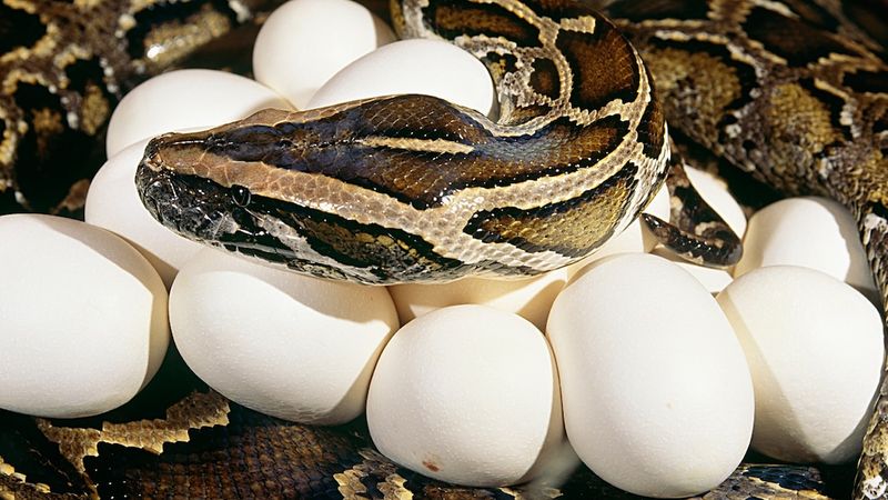 Record-Breaking Reproductive Capacity