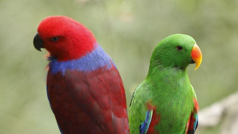 Eclectus Parrots