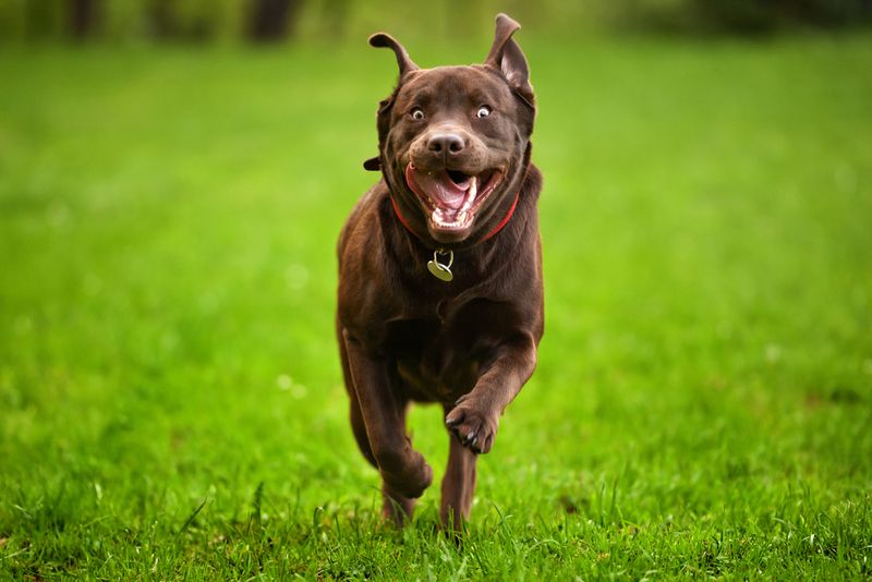 Zoomies Release Pent-Up Energy