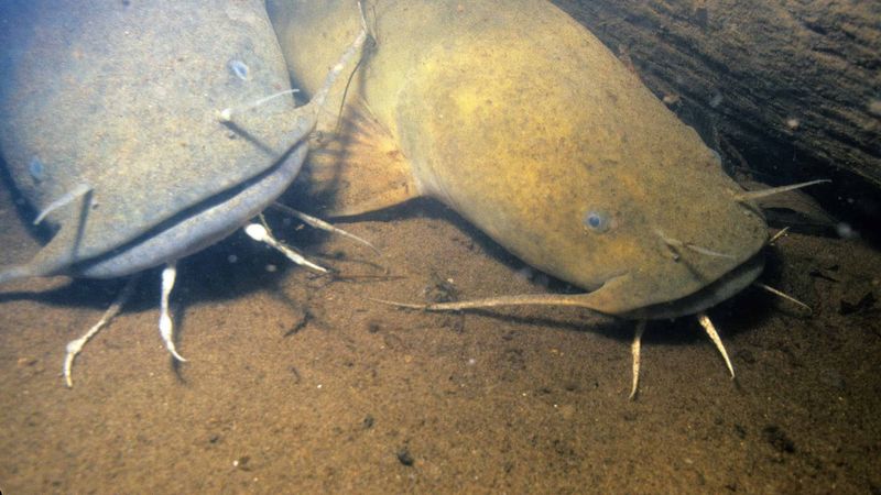 Flathead Catfish: Southern Heavyweight Champion