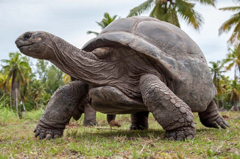 Aldabra Giant Tortoise